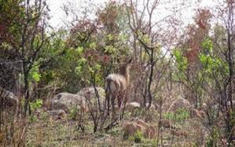 La campagne d’exploitation faunique 2017-2018 lancée au Burkina Faso