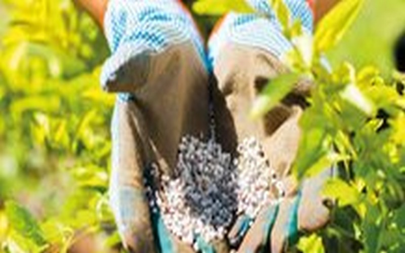 Les engrais, socle de l’envol de l’agriculture africaine