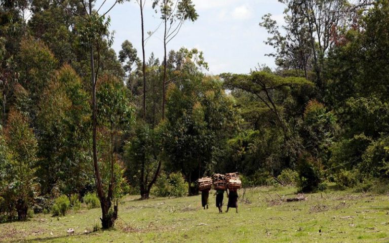 La forêt de Mau (Kenya) perd 25% de sa superficie