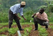 Sénégal : L’importance de l’information climatique pour améliorer les rendements agricoles à Kaolack