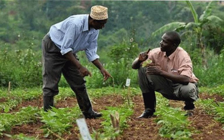 Sénégal : L’importance de l’information climatique pour améliorer les rendements agricoles à Kaolack