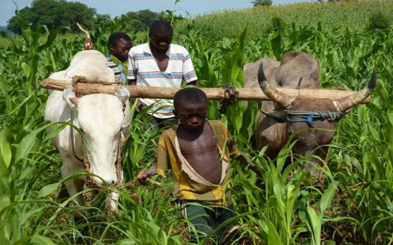 Le rôle de l&rsquo;Institut togolais de recherche agronomique