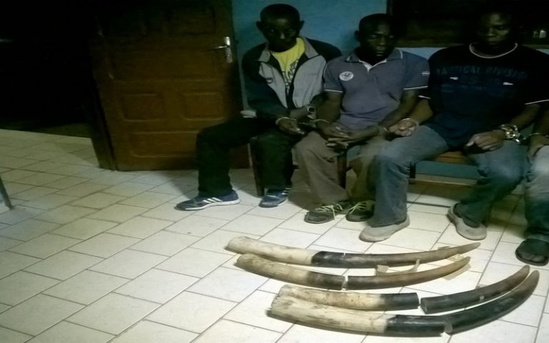 Mékambo (Gabon) : trois malfrats arrêtés pour trafic d’ivoire