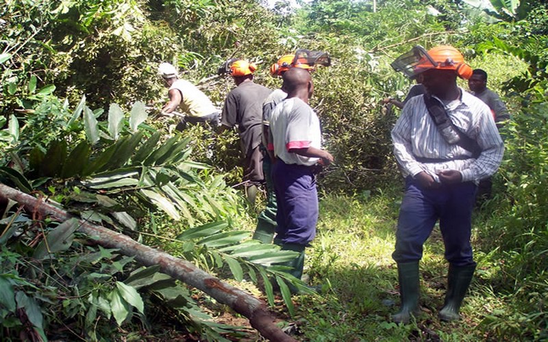 Un nouveau SVCL des produits forestiers à l’expérimentation au Cameroun