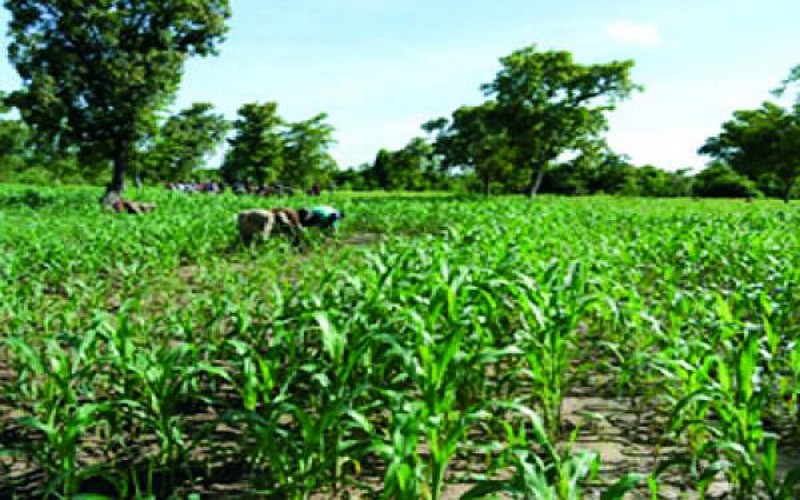 Agriculture : les recommandations de Bamako réclamées