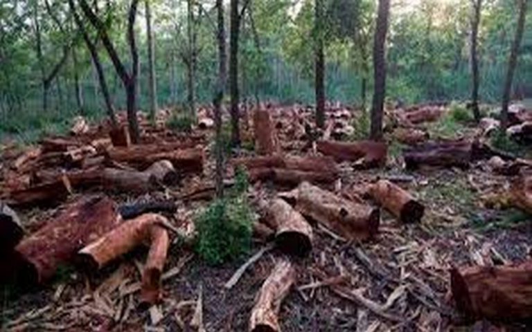 4 millions d’hectares de terres forestières dégradées restaurées au Nigéria