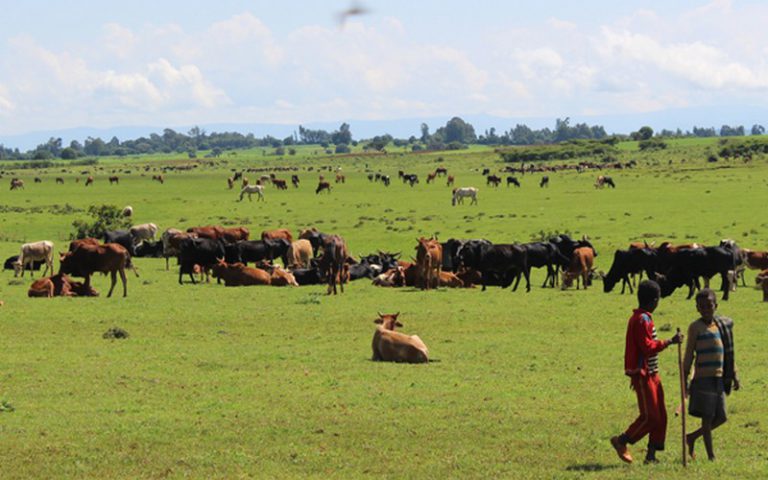 Selon la FAO, le secteur de l’élevage peut stimuler le développement durable