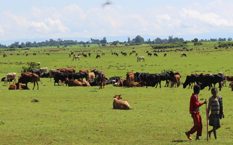 La Banque mondiale vole au secours de l’élevage et de la pêche en Ethiopie