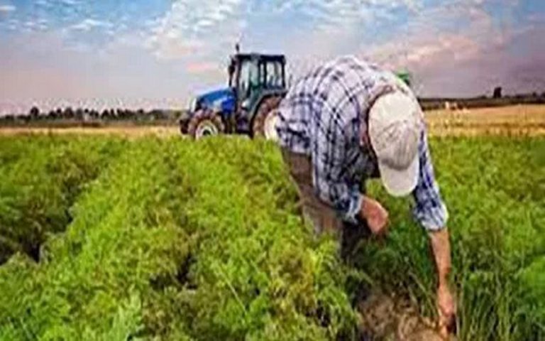 Algérie : la valeur de la production agricole dépasse 30 milliards de dollars