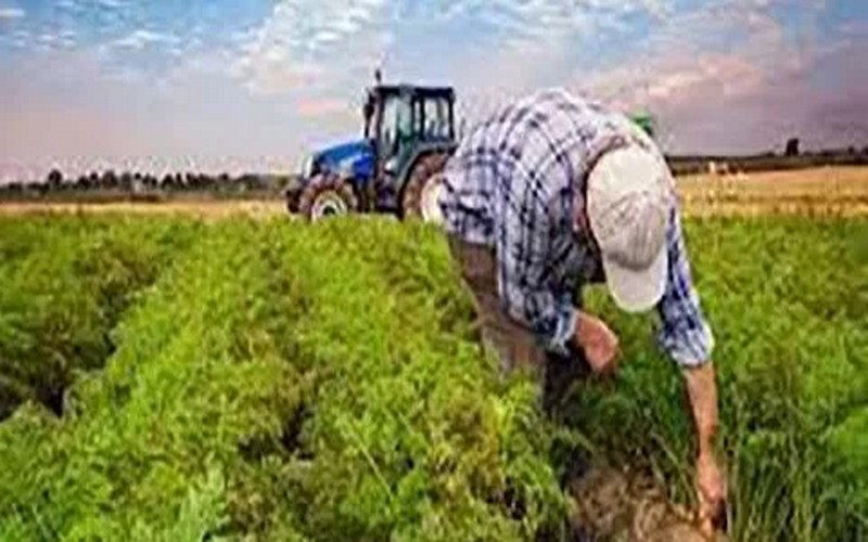 Algérie : la valeur de la production agricole dépasse 30 milliards de dollars