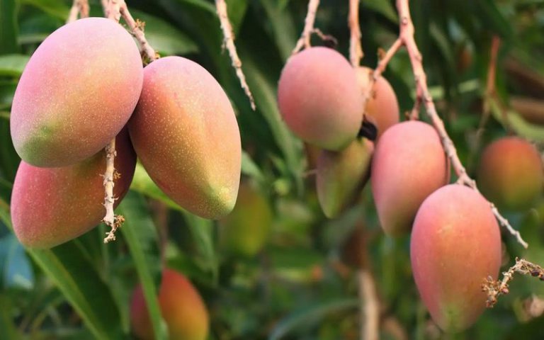 Les acteurs de la filière mangue Sénégalais formés sur les normes recommandées