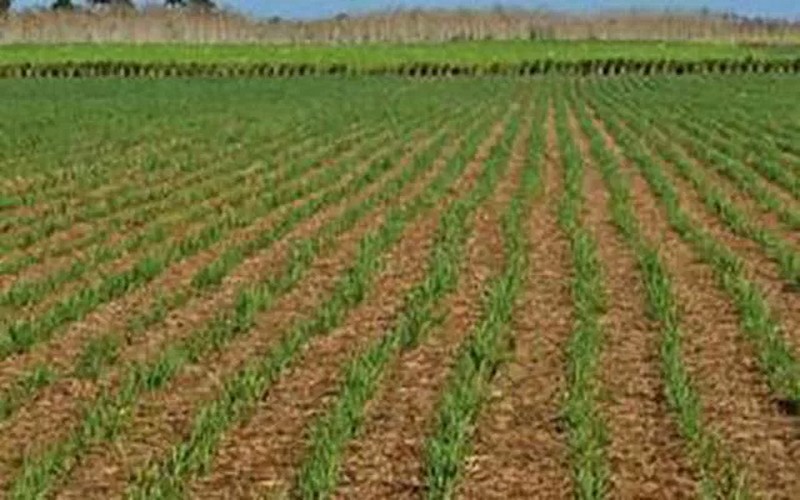 L’agriculture, socle de l’industrialisation en l’Afrique