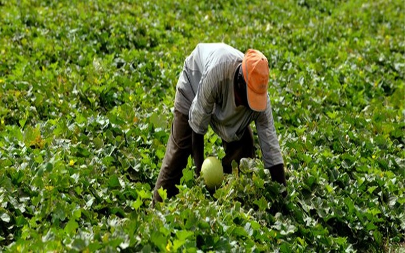 « L’agriculture est l’avenir de la Tunisie », dixit Abdelmajid Zar