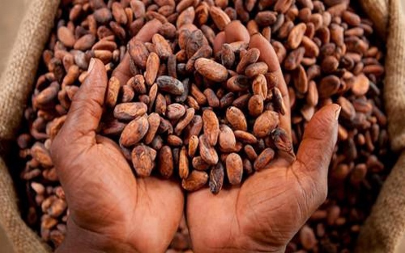 L’Américain Milost Global à la rescousse du cacao camerounais