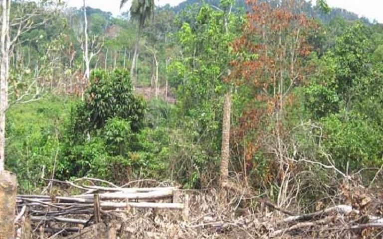 La BM appuie la Côte d’Ivoire dans la lutte contre la dégradation des forêts