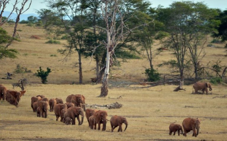 Les animaux sauvages, principaux victimes des guerres