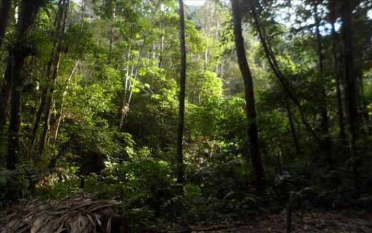 La Banque mondiale finance la gestion de la forêt congolaise