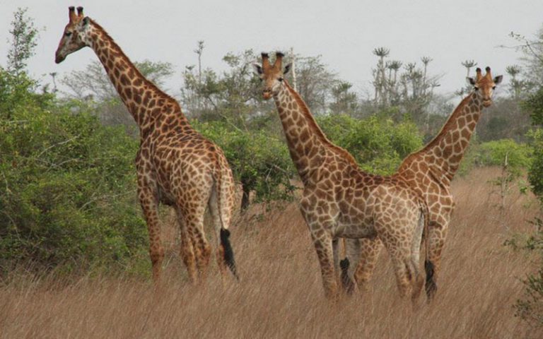 Angola : des girafes réapparues suivies par le ministère de l’Environnement