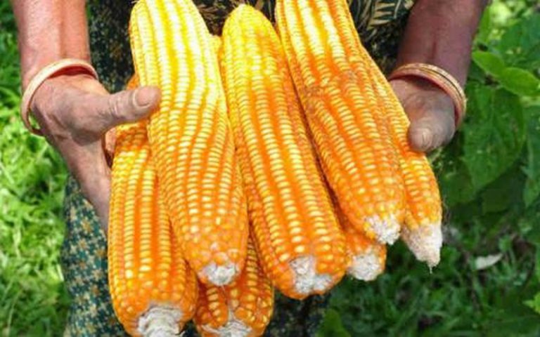 La production de maïs se situera à 2,39 millions de tonnes en Zambie