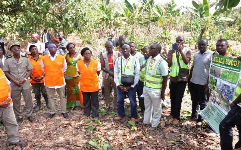 La Côte d’Ivoire s’érige contre le swollen shoot à Bouaflé
