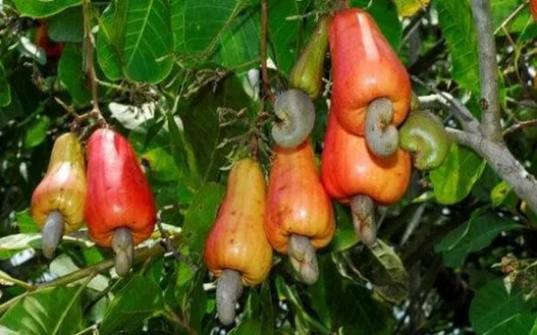 Ghana : la GEPA s’érige contre l’infestation des plantations d’anacardiers
