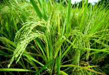 Le ministère sénégalais de l’Agriculture lance officiellement la 3ème phase du PAPRIZ