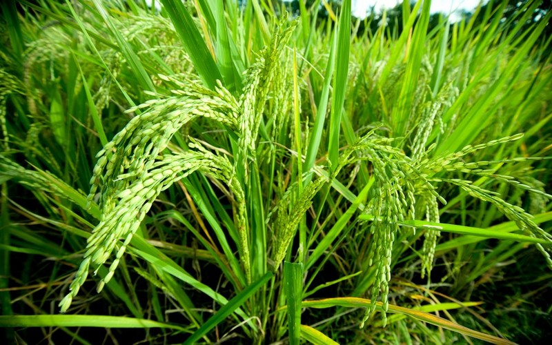 Le ministère sénégalais de l’Agriculture lance officiellement la 3ème phase du PAPRIZ