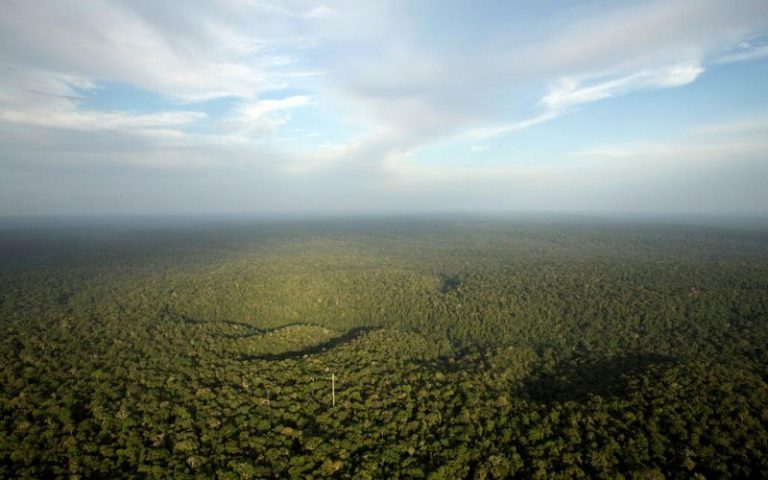 Le « Collectif Touche pas à ma Forêt » dénonce la destruction de forêts classées en République de Guinée