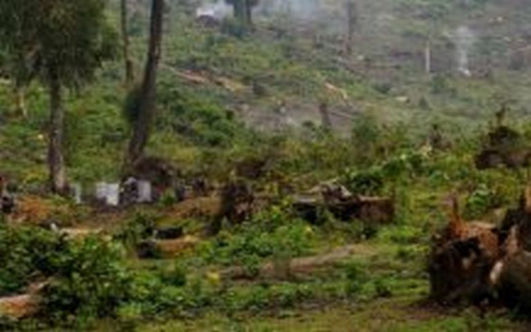 La RDC attribue 650.000 hectares de forêts à deux firmes chinoises