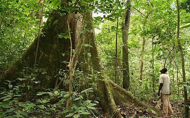 Le rôle des forêts dans la lutte contre le dérèglement climatique