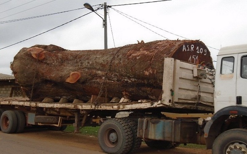 Le Kévazingo actuellement protégé au Gabon