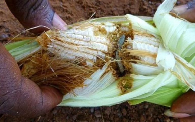 La chenille légionnaire, une menace pour l’agriculture malgache