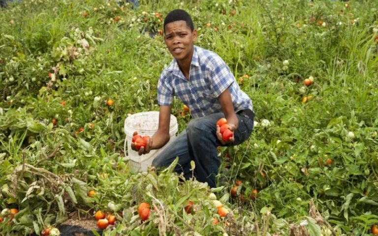 La formation agricole, un moyen de reconversion au Niger