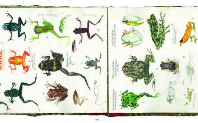 La forêt malgache racontée par Stefano Faravelli