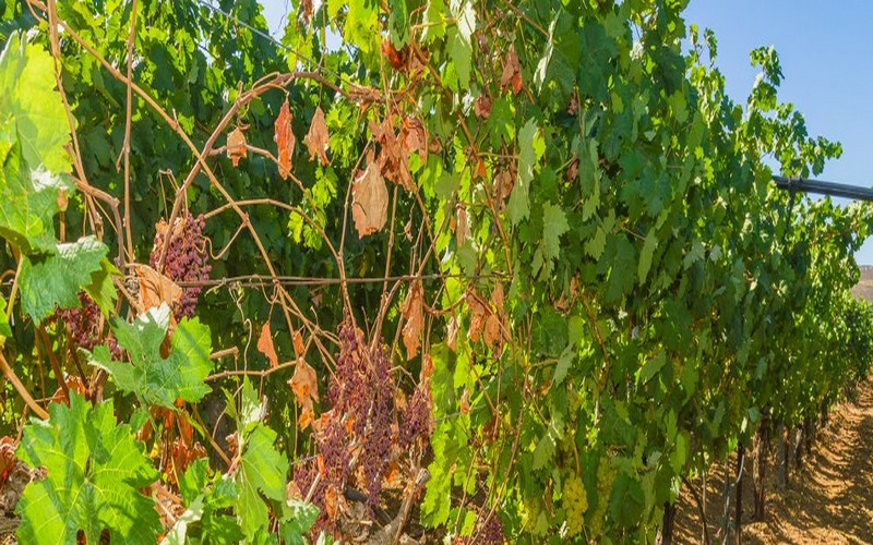 La mue de la vigne face à la sécheresse et le réchauffement climatique