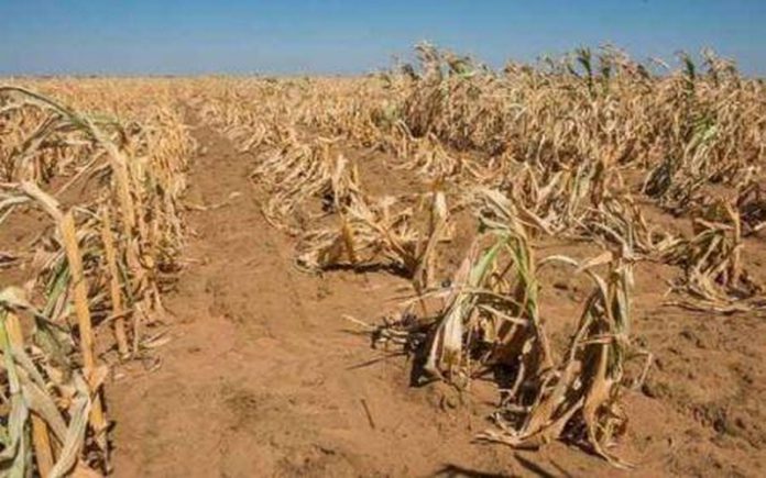 Le Botswana perd 98% de ses superficies