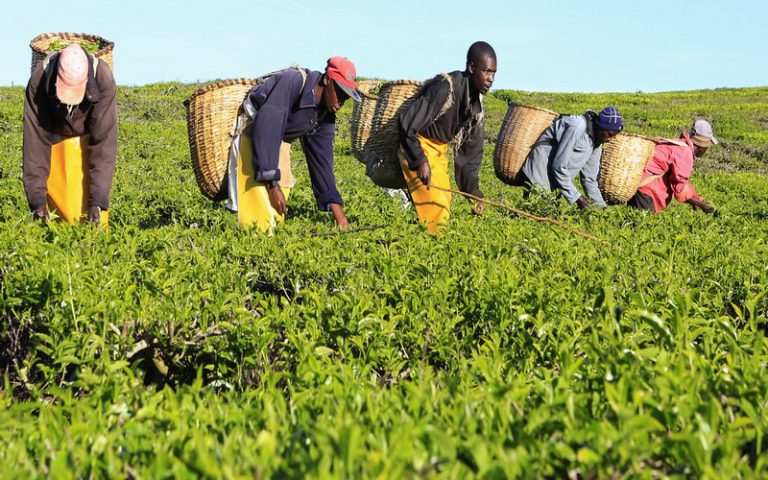Le Kenya vise une recette de 1,3 milliard $ en 2018 d’exportation de thé