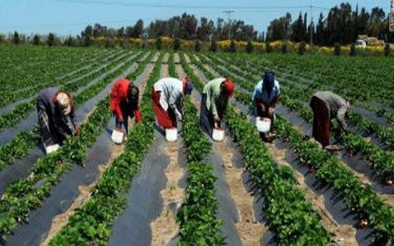 Les TIC, un « facteur clé dans le domaine agricole » sénégalais