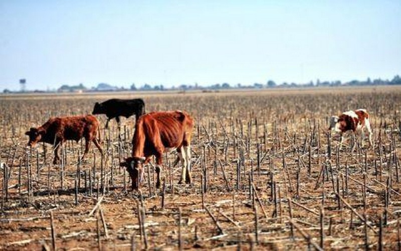 L’agriculture, principale victime de la sécheresse en Afrique du Sud