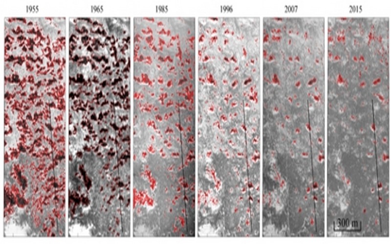Le calvaire de la brousse tigrée au Sahel