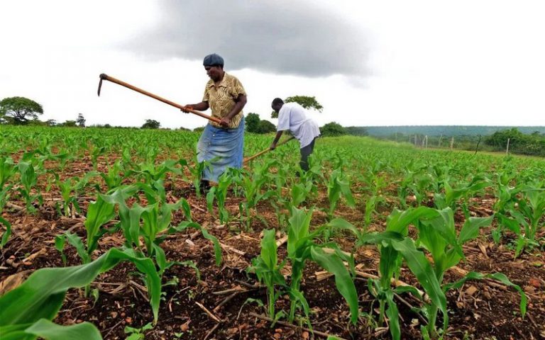 Insécurité alimentaire en hausse : l’Afrique soutient trop peu son agriculture
