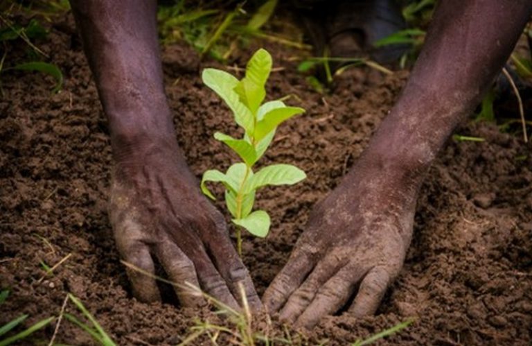 La REDD+ en Afrique : L&rsquo;exemple du Mozambique, de l’Ethiopie et de la RDC