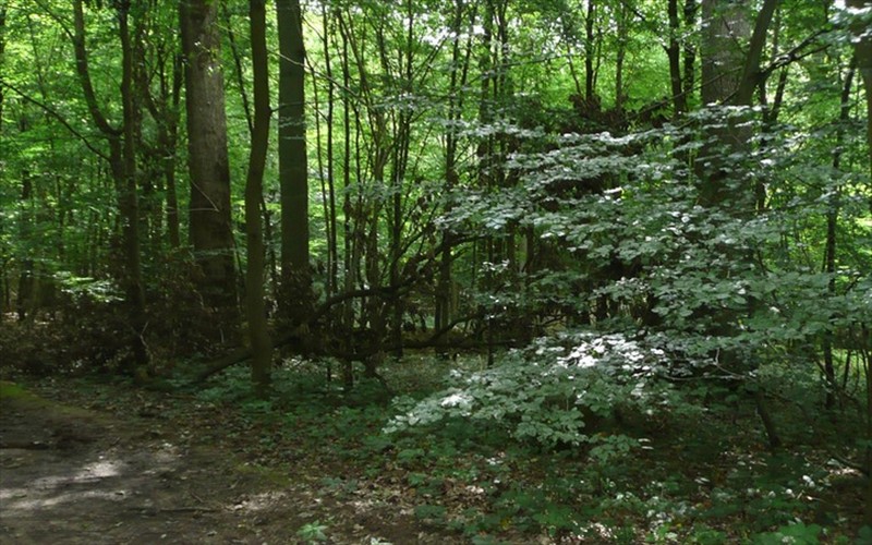 Des nouveaux indicateurs d’OFAC pour le suivi des écosystèmes forestiers