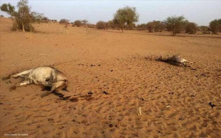 Malmenés par la sécheresse au Sahel, les éleveurs se disent marginalisés