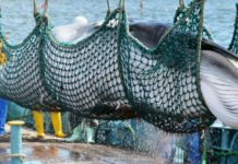 Chasse à la baleine: le Japon tue 333 cétacés dans l’Antarctique sans protestation