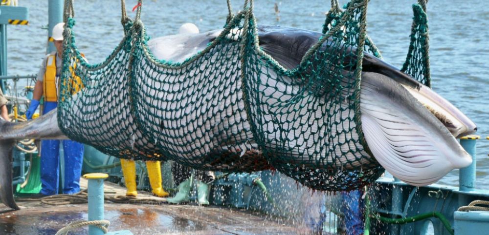 Chasse à la baleine: le Japon tue 333 cétacés dans l’Antarctique sans protestation