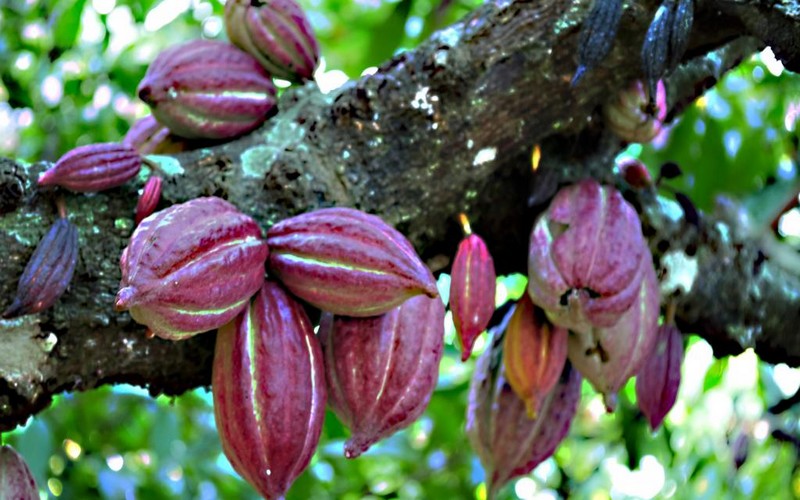 Filière Cacao : la Côte d’Ivoire et la Ghana unissent leurs efforts