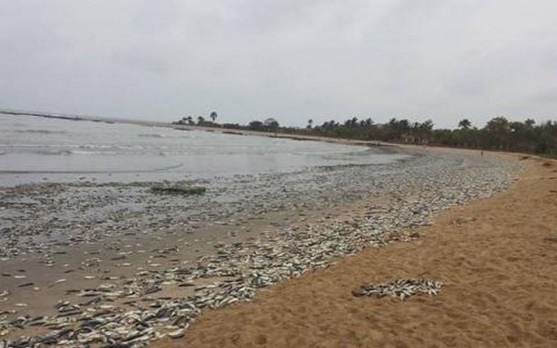 Des militants écologistes de la Gambie se rebellent contre Golden Lead factory