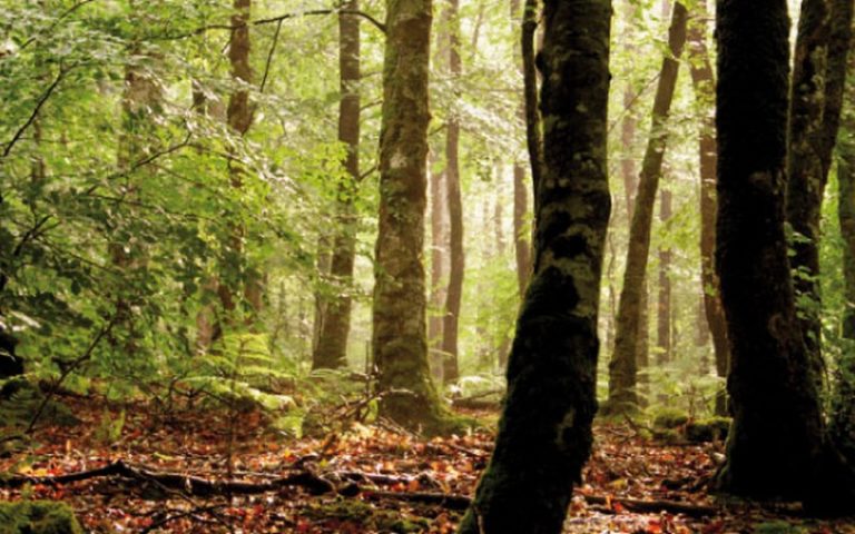 La JMF célébrée sous le thème : « Les forêts au service des villes durables »