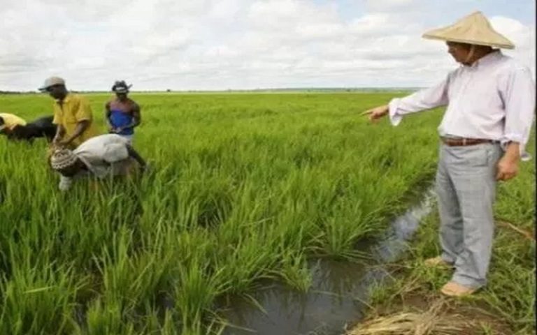 Le continent africain s’inspire de l’agriculture chinoise